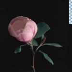 album image ghost magnolia - EP